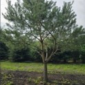 Pinus sylvestris - Foto 1