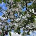 Malus 'Red Sentinel' - 3