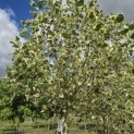 Liriodendron tulipifera 'Snowbird' - Foto 1