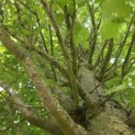 Carpinus betulus 'Frans Fontaine'   (Fastigiata) - Foto 4