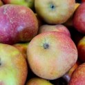Malus domestica 'Rode Boskoop' - Foto 1