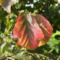 Parrotia persica - 3