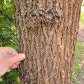 Salix Alba - juni 2026