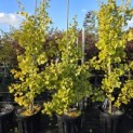 Ginkgo biloba fastigiata 'Blagon' - middelste boom