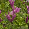 Magnolia 'Susan' - Foto 2