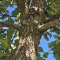 Quercus Ithaburensis 'Hemelrijk Silver. - 6