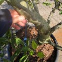 Malus domestica 'Starking Delicious' - Foto 3