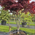 Acer palmatum 'Bloodgood' - 3