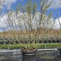 Salix 'Rosmarinifolia' - 1