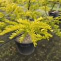 Gleditsia triacanthos ‘Sunburst' - 1