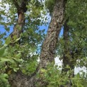 Quercus Suber - 8