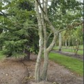 Carpinus Betulus - Foto 1