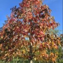 Liquidambar styraciflua 'Worplesdon' - 2