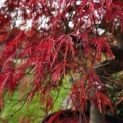 Acer palmatum 'Garnet' - 1
