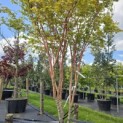 Acer palmatum 'Sangokaku' - Foto 3