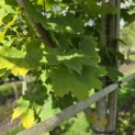 Acer platanoides 'Princeton Gold' - Foto 1