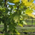 Acer platanoides 'Princeton Gold' - Foto 2
