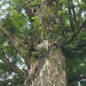 Metasequoia glyptostroboides - Foto 4