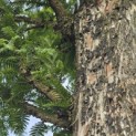 Metasequoia glyptostroboides - Foto 5