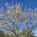 Amelanchier lamarckii - Foto 4