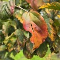 Parrotia persica - 3