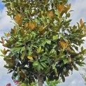 Magnolia grandiflora 'Galissonnière' - 3