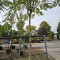 Albizia Julibrissin - Foto 2