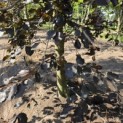 Fagus sylvatica 'Riversii' - 4