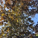 Fagus sylvatica 'Riversii' - 3
