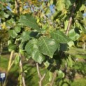 Prunus domestica 'Reine Victoria' - Foto 3