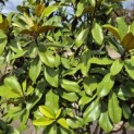 Magnolia grandiflora 'Goliath' - 8