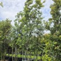 Quercus ilex - 1