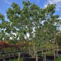Ficus carica - Foto 5