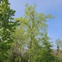 betula nigra - 1