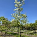 Cornus florida - 6