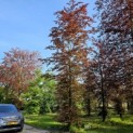 Fagus sylvatica 'Atropunicea' - voorjaar 2024