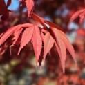 Acer palmatum 'Atropurpureum' - 2