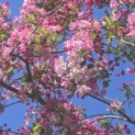 Malus floribunda - 1