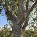 Quercus Suber - 3