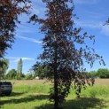 Fagus sylvatica 'Atropunicea' - Foto 1