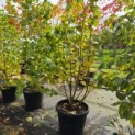 Tilia cordata 'Winter Orange' - Foto 6