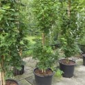 Acer campestre 'Green Column' - Foto 1