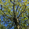 Tilia Tomentosa - 2