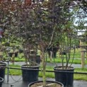 Acer palmatum 'Red Emperor' - Foto 2