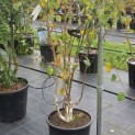 Betula utilis 'Doorenbos' - 2