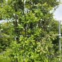 Quercus ilex - 7