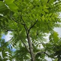 Juglans Nigra - juni 2026