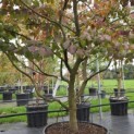 Parrotia persica - Foto 4