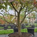 Parrotia persica - Foto 3