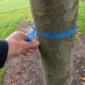 Platanus x hispanica 'Alphen's Globe' - 1